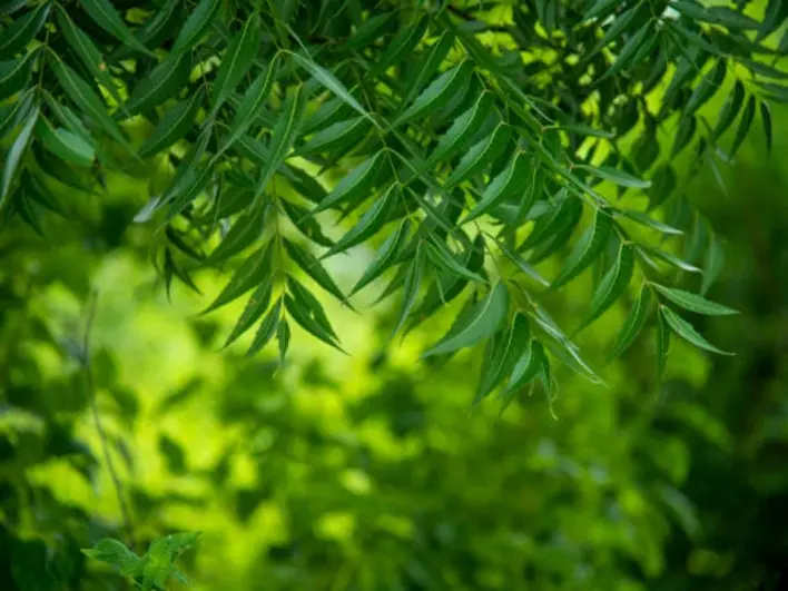 Neem Tree
